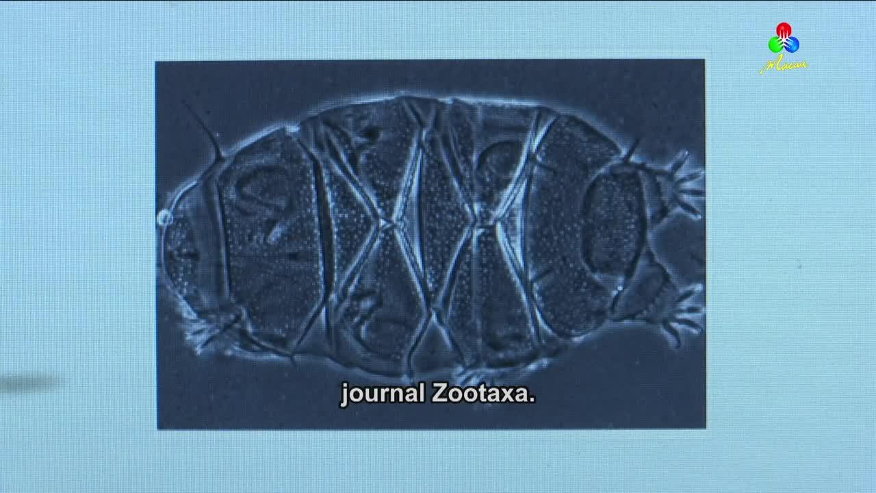 澳廣視新聞｜New species of tardigrade discovered in Macau｜New species of  tardigrade discovered in Macau